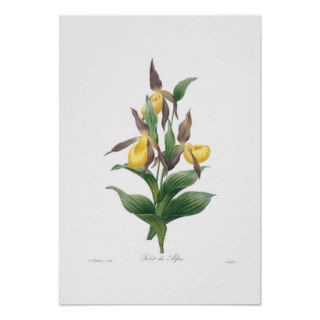 Slipper Orchid Print