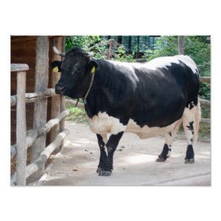 Tuxer Cattle Art Photo