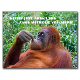 I Miss You Funny Orangutan Postcard