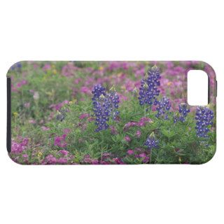 USA, Texas Hill Country. Bluebonnets among phlox iPhone 5 Covers