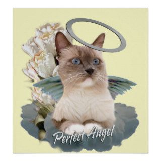Ragdoll Perfect Angel Kitten poster