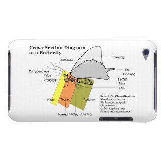 Diagram of a Common Butterfly Anatomy Lepidoptera Barely There iPod Covers