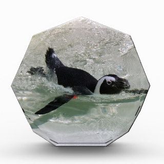 Can't Get Mad at Looking at a Penguin Award