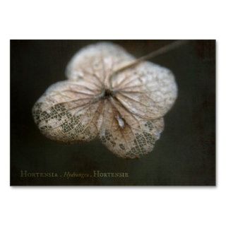 Theatrum Botanicum Hortensia ACEO ATC Cards Business Card Template