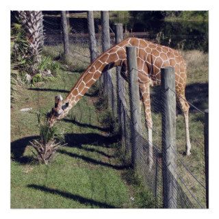 Giraffe Reaching over Fence Poster