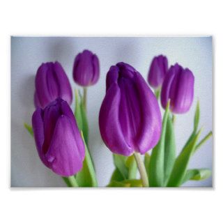 Purple Tulip Poster