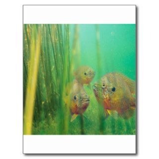 Fish Sunfish Along The Reeds Edge Post Card