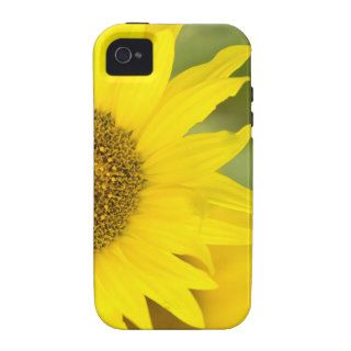 Here Comes the Sun iPhone 4/4S Case