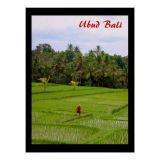 Poster  (18" x 24") Rice Fields Ubud Bali