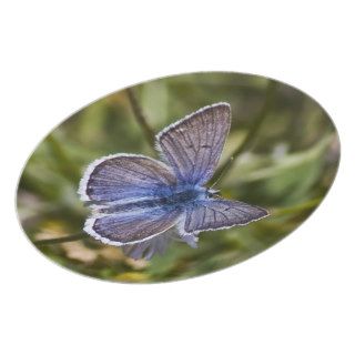 Blue Butterfly Plate