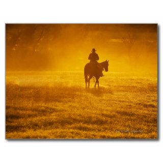 Horseback rider 24 postcards