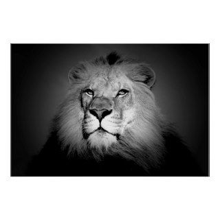 Black & White / BW Lion Poster Print   Lion Face