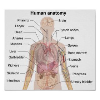 The Human Anatomy Posters