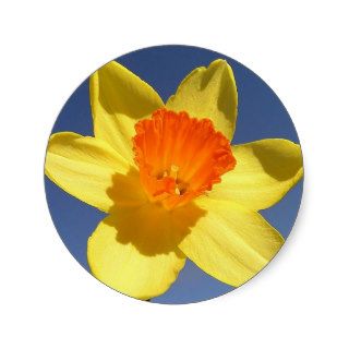 Daffodil Against Blue Sky Sticker