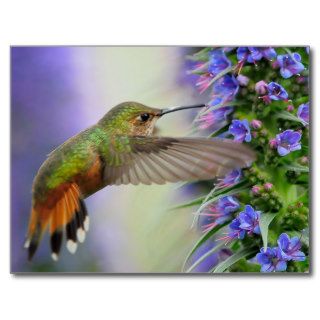Hummingbird Andy Nguyen hires Post Card