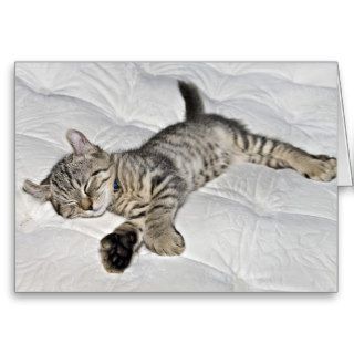 Kitten on a Mattress Cards