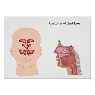 Nose anatomy Poster