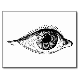 Eye Vintage Human Eyeball Anatomy Postcards