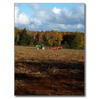 Potato Picking Post Card