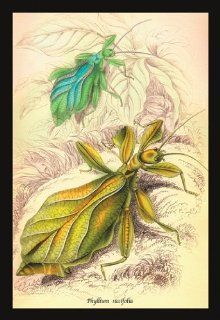 Buy Enlarge 0 587 15073 4P20x30 Insects  Phyllium Siccifolia  Paper Size P20x30   Prints