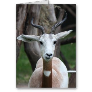 Zoo Series, Antelope with spiral antlers Greeting Card