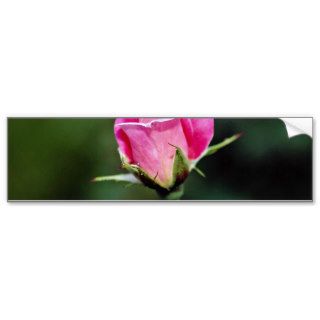 Grandiflora Rose 'Pink Parfait'  flowers Bumper Stickers
