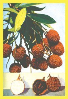 Buy Enlarge 0 587 08642 4P20x30 Litchi  Paper Size P20x30   Prints