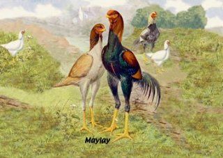 Buy Enlarge 0 587 05633 9P20x30 Malay   Chickens  Paper Size P20x30   Prints