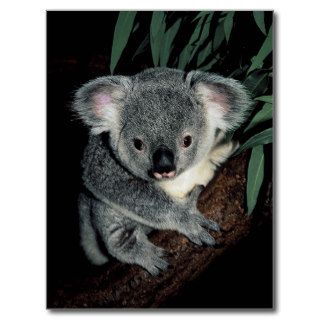 Cute Koala Bear Postcards