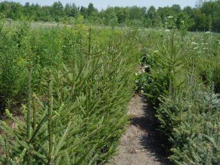 25 Norway Spruce (Picea abies) 4 8" seedlings  Spruce Trees  Patio, Lawn & Garden