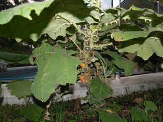 Naranjilla Fruit 10+ Seeds  Plant Seed And Flower Products  Patio, Lawn & Garden