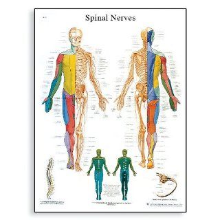 3B Scientific Glossy Paper Spinal Nerves Anatomical Chart
