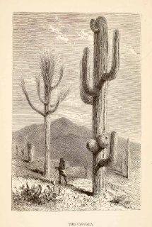 1871 Wood Engraving Saguaro Cactus Desert Arizona Santa United States Tribal   Original Wood Engraving   Prints
