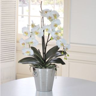 Jane Seymour Botanicals Orchid Phalaenopsis in Vase
