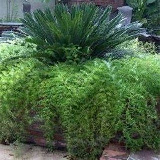 Outsidepride Asparagus Fern   100 Seeds  Flowering Plants  Patio, Lawn & Garden