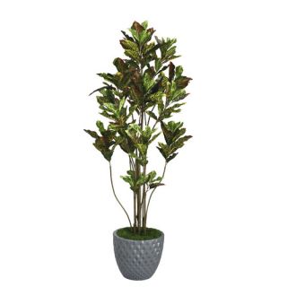 Tall Croton Multiple Trunks Tree in Planter