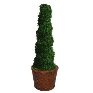 Laura Ashley Home Tall Preserved Spiral Boxwood Round Topiary in