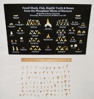Fossil Shark Teeth 45 70 Million Yr Old PLUS Identification POSTER Toys & Games
