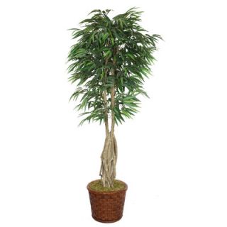 Laura Ashley Home Tall Willow Ficus with Multiple Trunks in Fiberstone