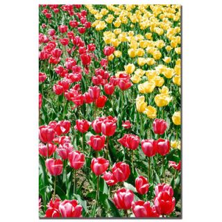 Trademark Art Red and Yellow Tulips by Kurt Shaffer, Canvas Art   24