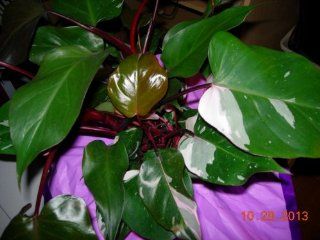 Philodendron 'Pink Princess' Variegated Rare Young Plant  Flowering Plants  Patio, Lawn & Garden