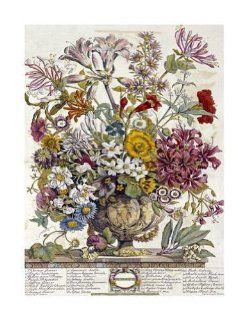 Robert Furber   Twelve Months of Flowers 1730/October Giclee   Prints