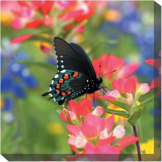 West of the Wind Butterfly on Paintbrush Canvas Outdoor Art   Outdoor Wall Art