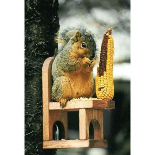 Songbird Essentials Squirrel Chair   Bird Feeders