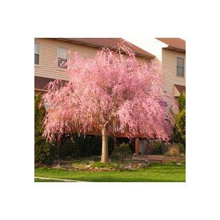 3 4 ft.   Pink Weeping Cherry Tree  Patio, Lawn & Garden