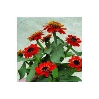 Nuts n' Cones Zinnia   Profusion Fire F1   10 Seeds  Flowering Plants  Patio, Lawn & Garden