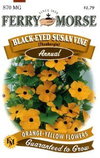 Ferry Morse 1779 Black Eyed Susan Annual Flower Seeds, Vine (870 Milligram Packet) (Discontinued by Manufacturer)  Rudbeckia Plants  Patio, Lawn & Garden