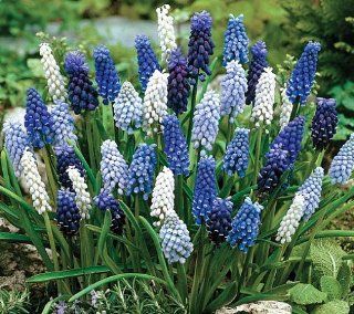 Muscari Magic Carpet Mix   40 Assorted Bulbs   Hardy  Flowering Plants  Patio, Lawn & Garden