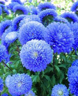 SD1255 Blue China Aster Seeds, Callistephus Seeds, 60 Days Money Back Guarantee (60 Seeds)  Flowering Plants  Patio, Lawn & Garden