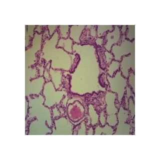 Mammal Lung, sec. 7 µm H&E stain Microscope Slide